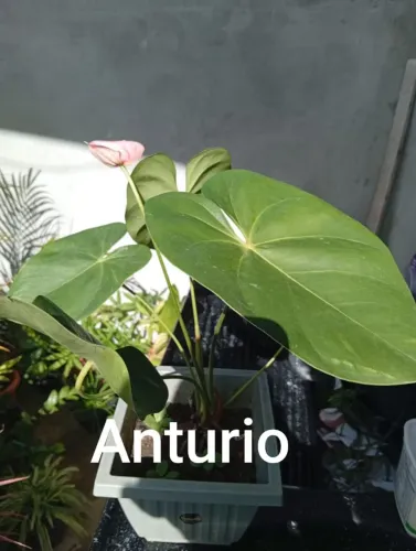 Plantas diversas 