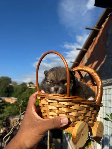 Luluzinha laranja