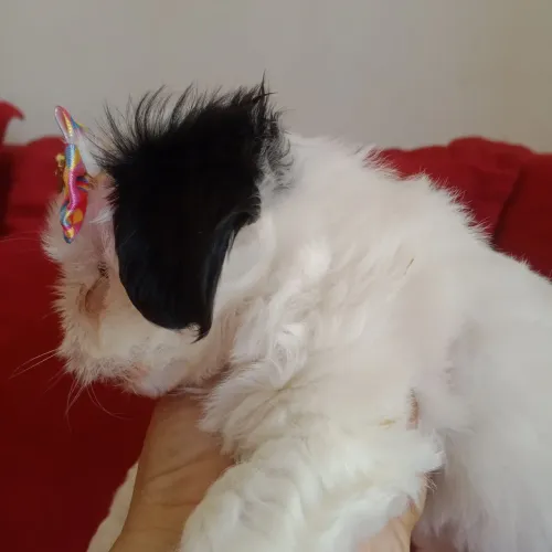 Fêmea de Shih-tzu
