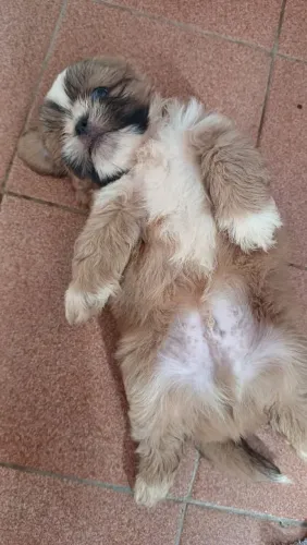 SHIH TZU À VENDA