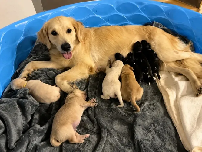 Cachorro Golden (não tenho como ficar)