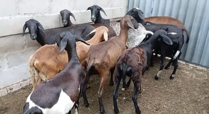 Ovelhas 