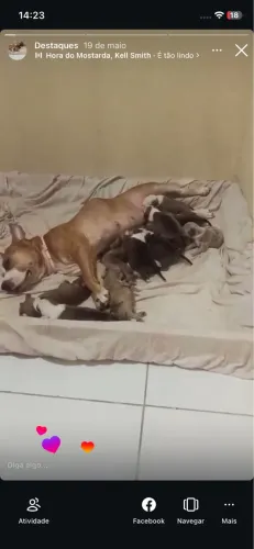 Pitbull 