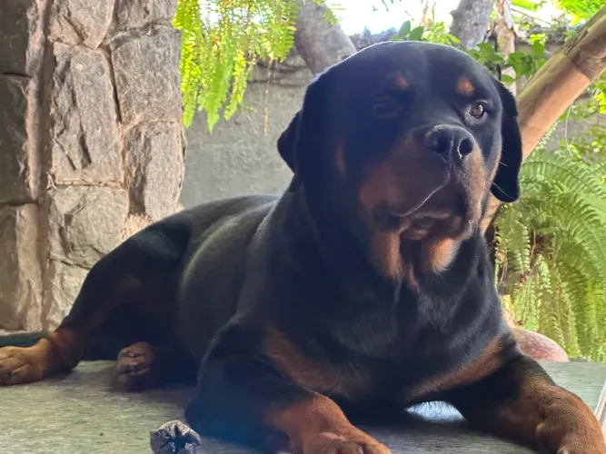 ROTTWEILER FILHOTES PUROS SANGUE