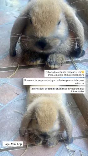 Coelha filhote MINI LOP