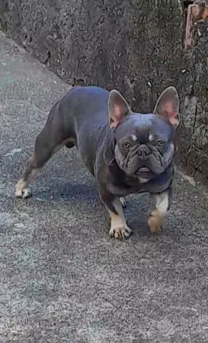 Bulldog Francês Lilac Tan