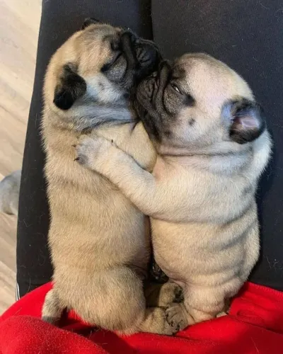 Pug Carinho que se estabelece com o tempo