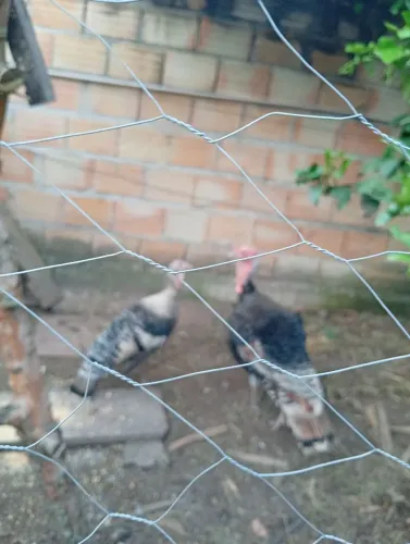 Casal de perú