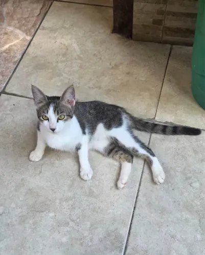 gatinha para adoção responsável