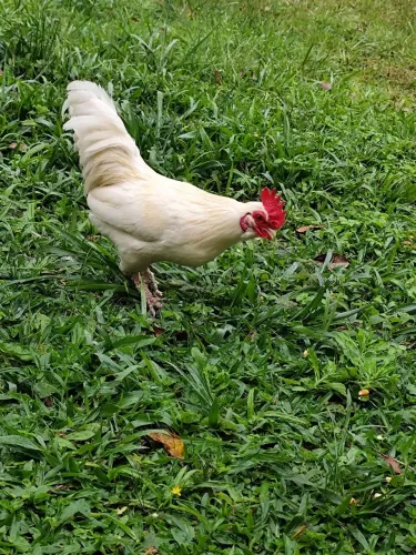 GALO BRANCO GARNISÉ