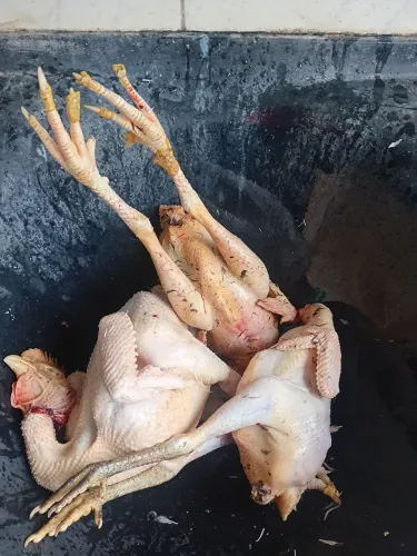Vendo galinha caipira linpa 35 reias o kilo chama *