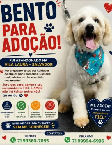Cachorro 