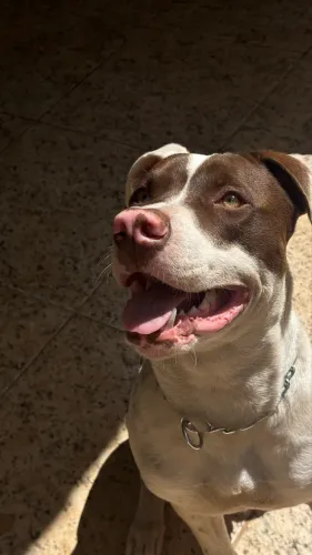 Pit Bull 