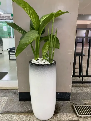 Vasos de luxxo