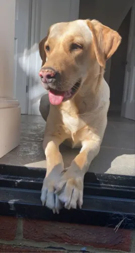 Labrador fêmea