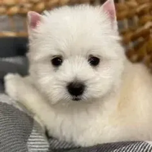 West Terrier Filhote Muito Especial Branco