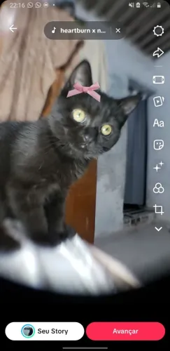 Doação de gato