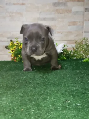 American Bully pocket