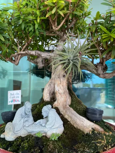Bonsai de Cereja