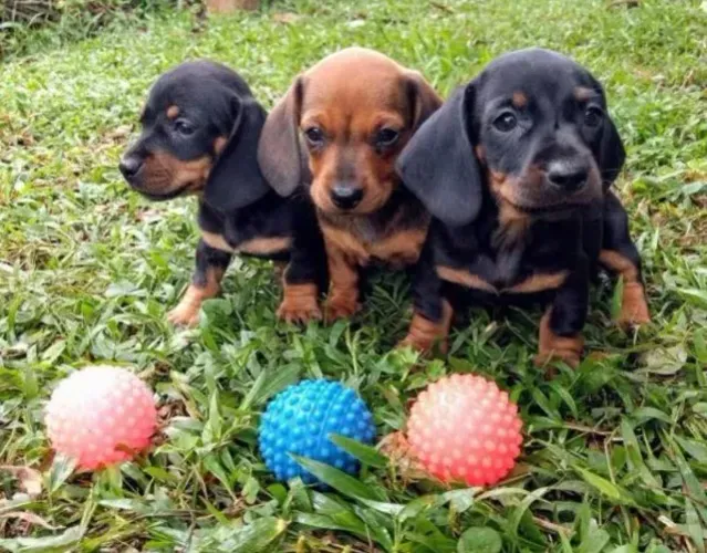 Basset teckel apaixonantes