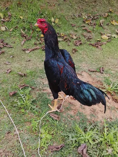 Vendo lindos frangos índios.