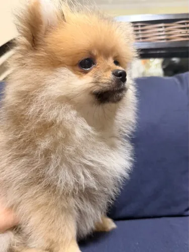 ? SPITZ ALEMÃO FÊMEA DISPONÍVEL! ?  