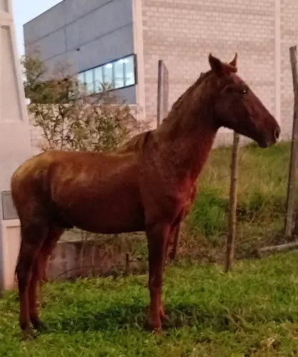 Cavalos
