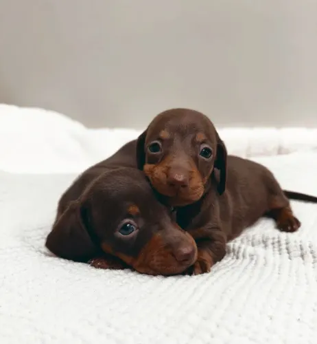 Uma Fofura para Fazer Parte da Família dachshund teckel macho chocolate
