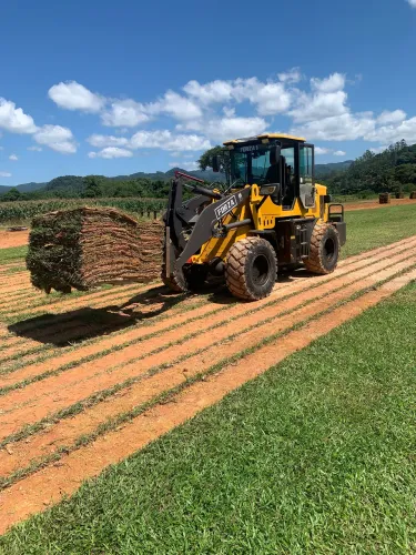 Grameira esmeralda sempre verde  com entrega 