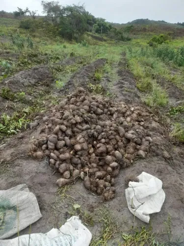 Semente de inhame, Cará São tome