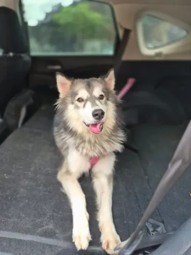 Husky fêmea para adoção 