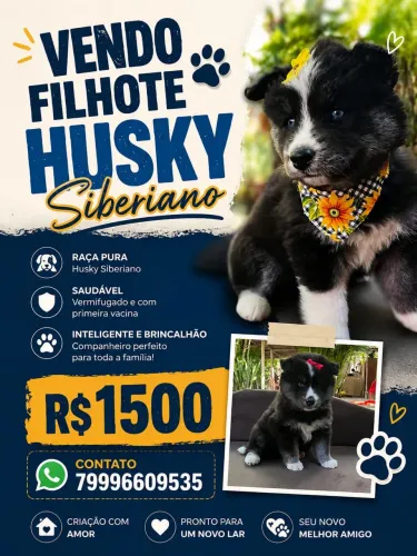 Filhote Husky Siberiano