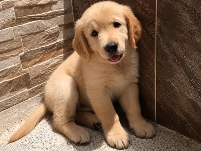 Doação responsável de golden retriever