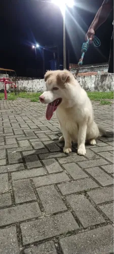 Vendo husky
