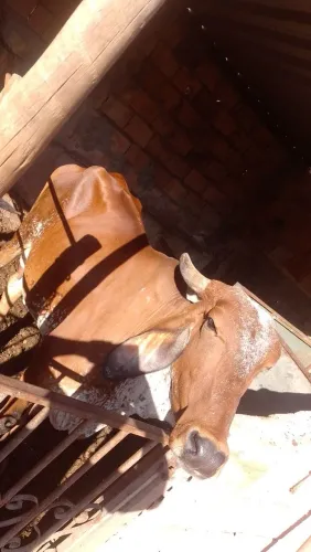 Vendo vacas de leite