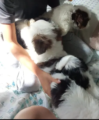 Filhotes de Lhasa apso
