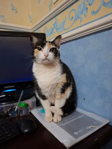 Doação responsável de gata