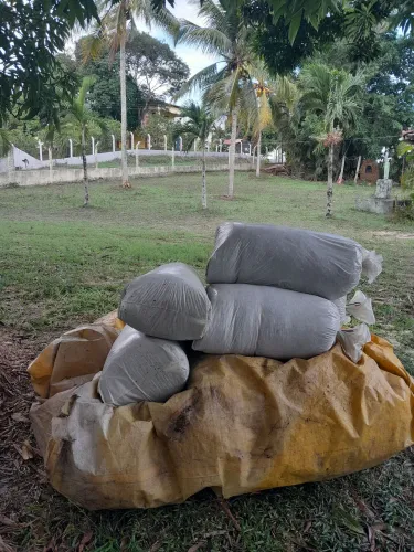 TA SOFRENDO SEM CAPIM NO VERAO , SILO DE BRS CAPIAÇU SILAGEM