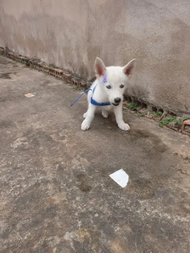 Filhote de husky siberiano macho 