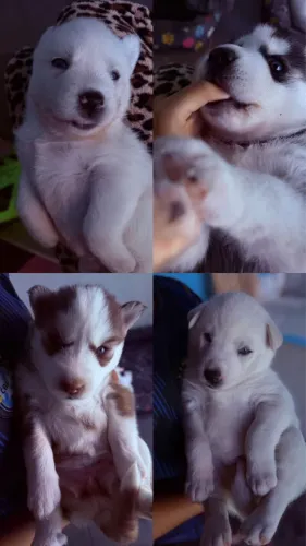 Filhote - HUSKY SIBERIANO PURO