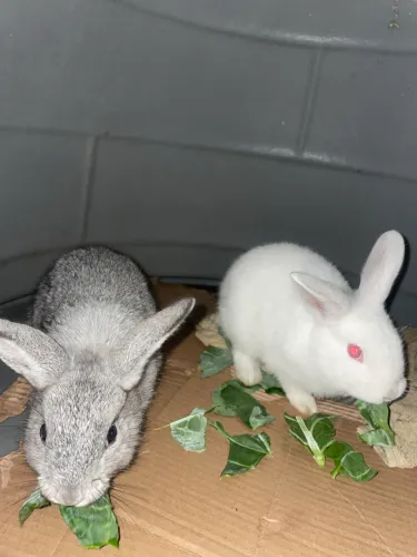 coelhos adoraveis 