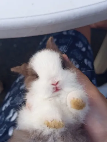 Mini coelhos - Netherland Dwarf