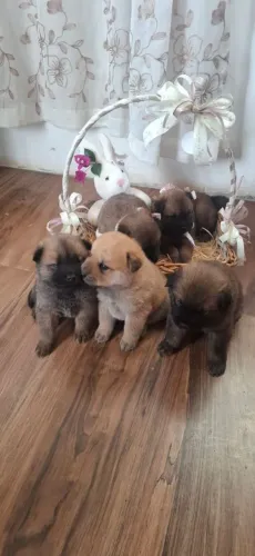 Vendo filhotes chow chow