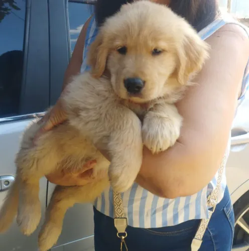 Golden Retriever com pedigree