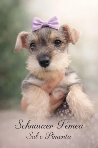 Schnauzer fêmea Sal e Pimenta 