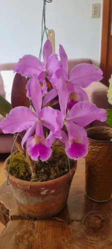 Orquidário com mais de 300 orquídeas!!!!