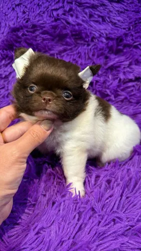 Chihuahua. Um autêntico menino de pelagem longa farta branco com chocolate.