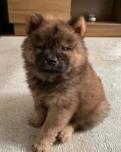 Chow Chow fêmea