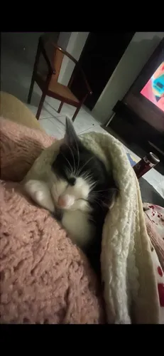 Gato frajola pra adoção