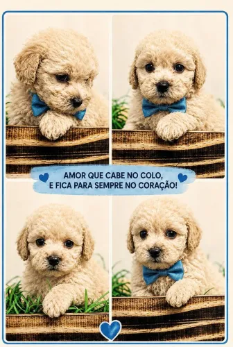 Poodle seu novo amor 
